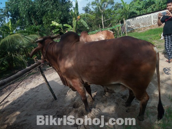 Nepali ox
